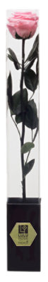 Rose Stem Preserved - EA - Image 1