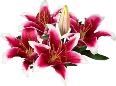 Premium Oriental Lily Assorted 3 Stem - Each - Image 1