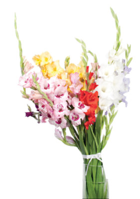 Gladiolus 5 Stem - Each - Image 1