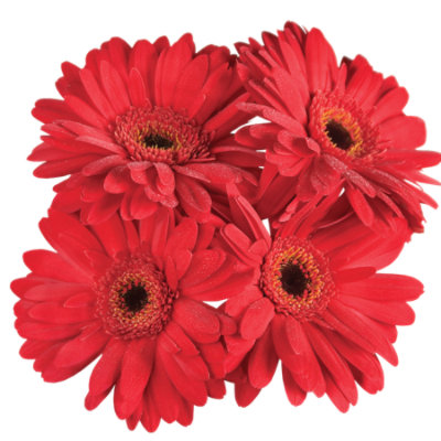 Gerbera Daisy 5 Stem - Each