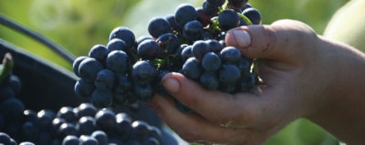 Tenute Silvio Nardi Brunello Di Montalcino Wine - 750 ML - Image 5