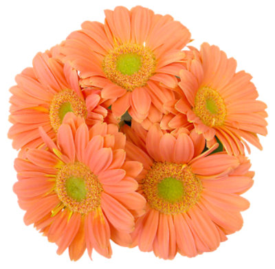 Gerbera Bunch - Each - Image 1