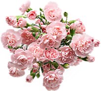 Mini Carnations 10 Stem - 10 ST
