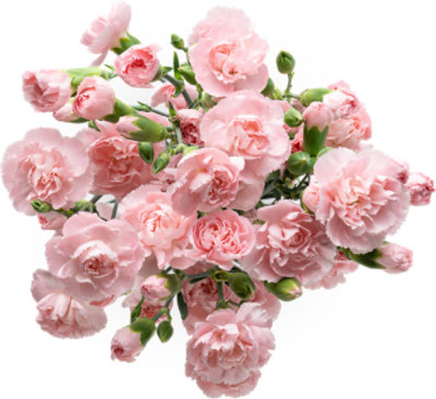 Signature SELECT Mini Carnations - Each - jewelosco