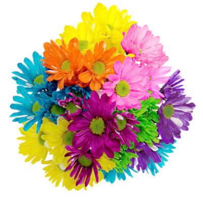 Dyed POM Daisy - 9 Stem - Image 1