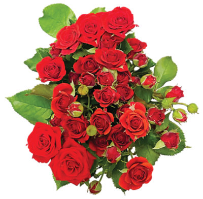 Spray Rose Guar Ca - EA - safeway