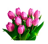 Novelty Tulip Bunch - Each