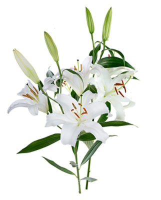 Debi Lilly Oriental Lily Bunch Wht 2 Stem - 2 ST - Image 1