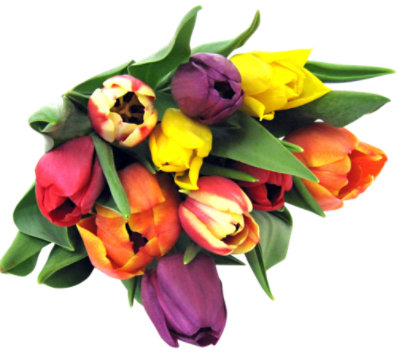 Rainbow Tulips Bunch - Each - Image 1