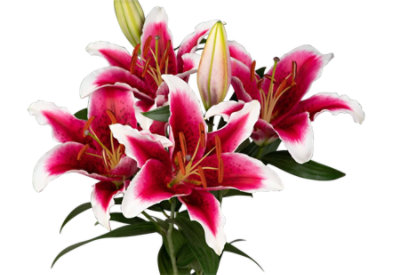 Signature SELECT LA Hybrid Lily - 3 Count - Image 1