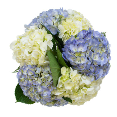 Hydrangea Assorted - Each - Image 1