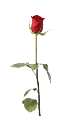 Single Stem Rose - 1 STEM - Image 1