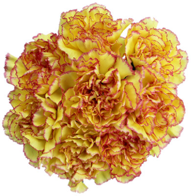 Carnations Assorted Bi-colors - EA - Image 1
