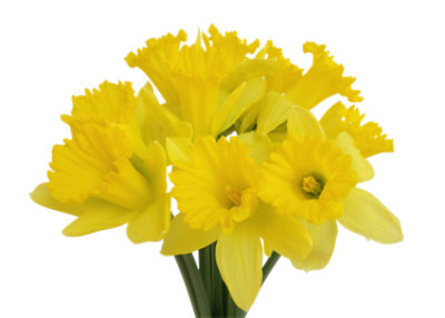 Fresh Cut Daffodils 10 Stem - Each - Image 1