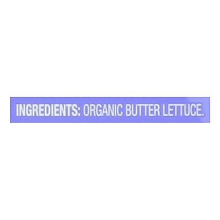 O Organics Living Lettuce - 2 CT - Image 5