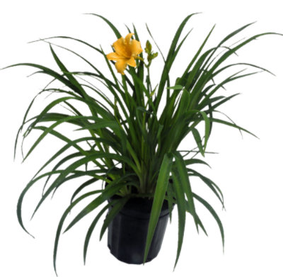 Daylily One Gallon - EACH - Image 1