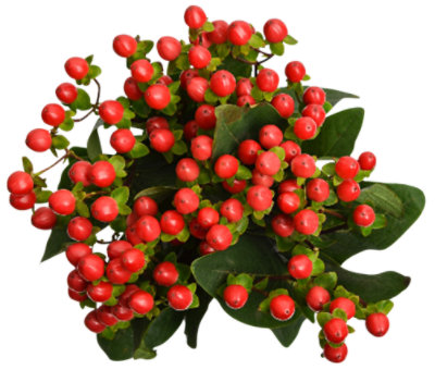 Hypericum - 5 STEM - Image 1