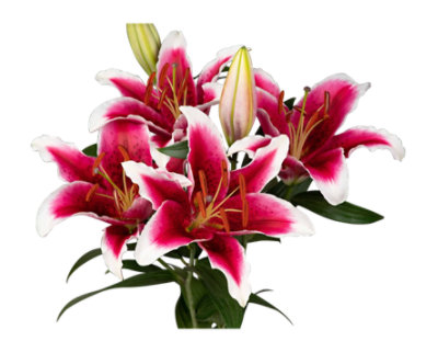 Lily Oriental Pink Assorted 3 Stem - Each - Image 1