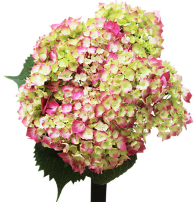 Debi Lilly Natural Mini Hydrangeas - Each - Image 1