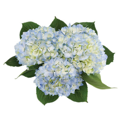 Debi Lilly Blue Hydrangea 3 Stem - Each - Image 1