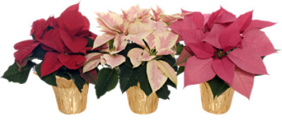 Astd Pointsettia 4 In - 4 INCH - Image 1