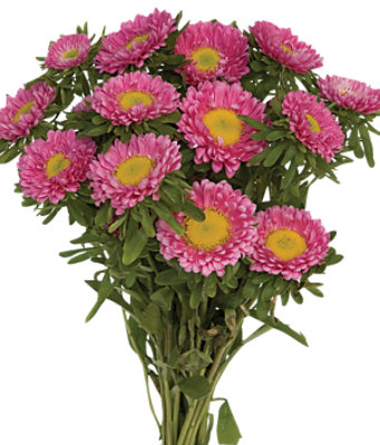 Matsumoto Aster - 5 STEM - Image 1