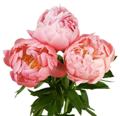Peony - 3 STEM - Image 1