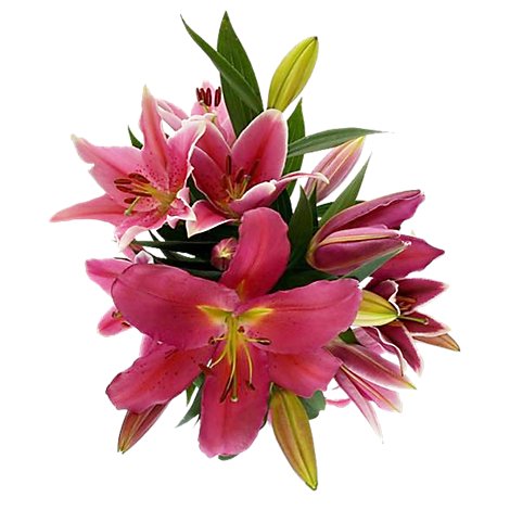 Debi Lilly  Oriental Lily Astd Colors - 3 ST