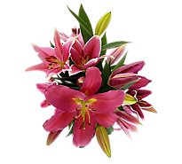 Debi Lilly  Oriental Lily Astd Colors - 3 ST
