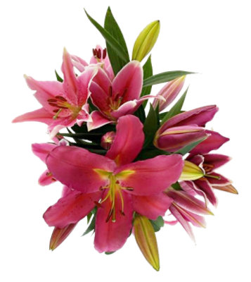 Debi Lilly  Oriental Lily Astd Colors - 3 ST