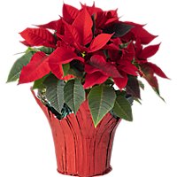 Red Poinsettia 4 Inch - Each - Image 1