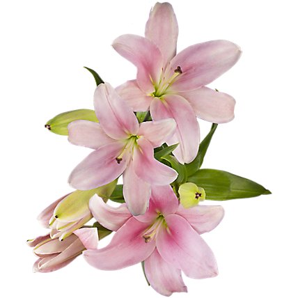 Asiatic Lily - 5 STEM - Image 1