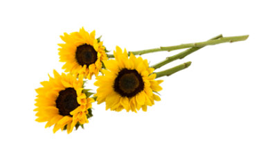Signature SELECT 5 Stem Sunflower - Each