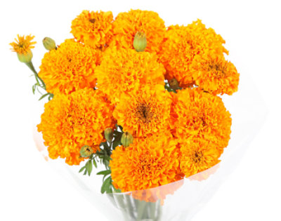 Marigold - 10 STEM - Image 1