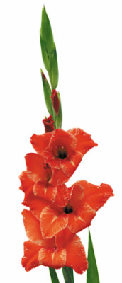 Gladiolus 5 Stem - Each - Image 1