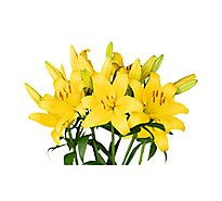 Lily Asiatic Bunch - EA