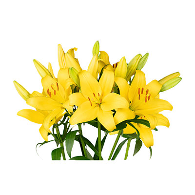 Lily Asiatic Bunch - Each - Image 1