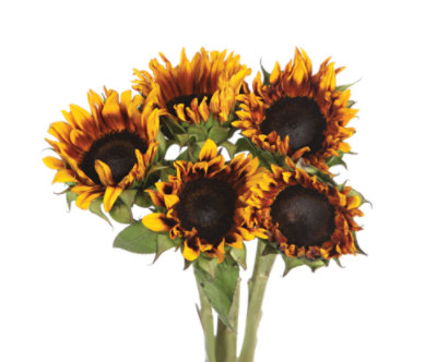 Novelty Mix Sunflower 5 Stem - Each