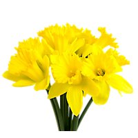 Daffodil 10 Stem - Each - shaws Daffodil 10 Stem - Each - shaws
