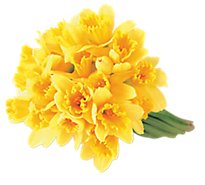 Daffodil - 10 STEM