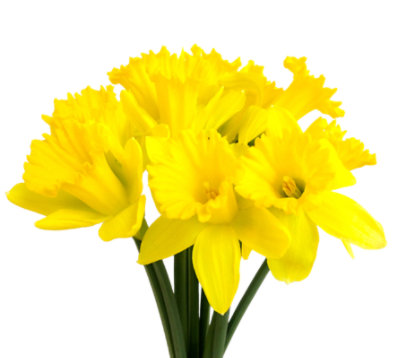 Daffodil 10 Stem - Each - Image 1
