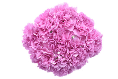 Carnations Novelty 10 Stem - 10 ST - Image 1