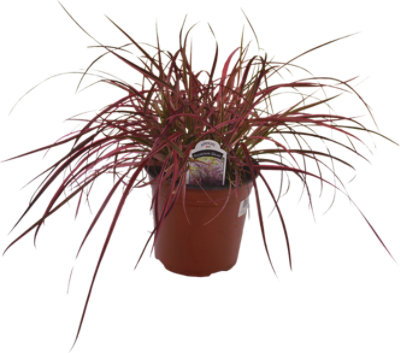 Orn Grass 2.68qt - EACH - Image 1
