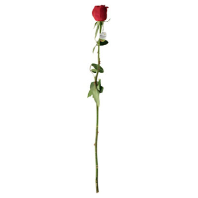 Red/white/pink Single Stem Rose - EA - Image 1