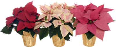 Colored Poinsettias  4 Inch - Each - Image 1