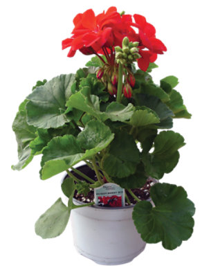 Signatur Spr Geranium - EA