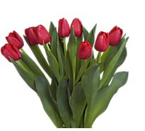 Tulips 9 St - EA