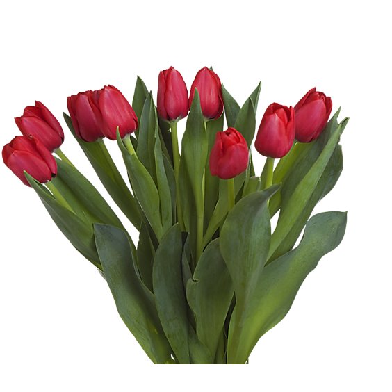 Tulips 9 St - EA