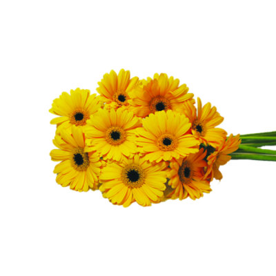 Gerbs Mini 10 Stem - Each