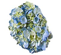 Debi Lilly Hydrangea White/blue 3 St - EA